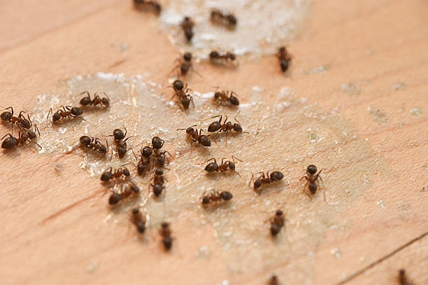 Best Flea Control Services  in Pine Ridge, SD